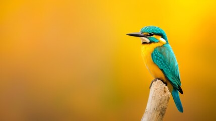Obraz premium A blue-and-yellow bird perches on a branch against a yellow background