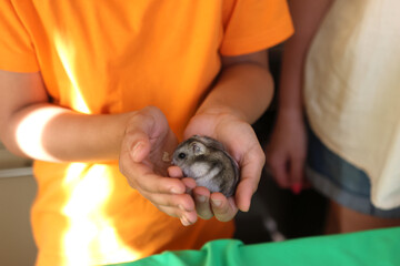 People look after and play with the hamster.