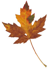 Obraz premium Discolored Fallen Autumn Leaf, Maple with small hole, transparent PNG
