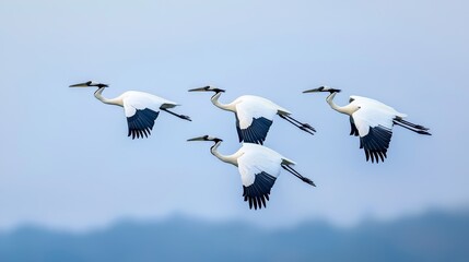 A group of white birds flies against a blue sky backdrop, with a mountain in the distance