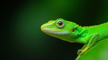 Obraz premium A close-up of a green lizard on a green leaf against a contrasting black background