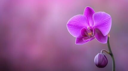 Obraz premium A tight shot of a purple bloom with a softly blurred backdrop of petals