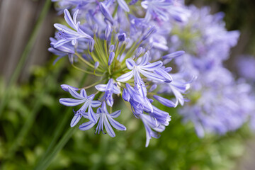 blooming forget me not flowers