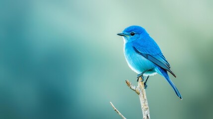 Fototapeta premium A small blue bird perched on a twig against a blurred backdrop