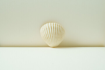 White sea shell on a clean background