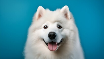 Samoyed on colored background