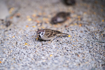 A sparrow with a sunflower seed in its beak looks into the camera.