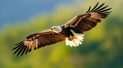 Fototapeta premium A large bird flies through the air with its wings spread out