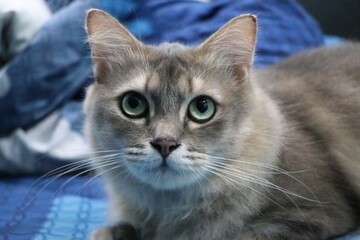 A long-haired cat of a certain breed is featured with striking green eyes and a soft, blue-grey coat. The cat is lying on a cushion or bed, facing the camera with a calm and relaxed expression.