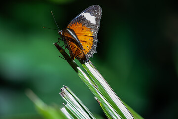 black and orange butterfly stoped on leaf, beautiful wildlife, deep green background, butterfly in the forest