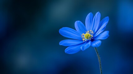 Blurred image of identical floral composition