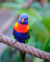 Green parrot Rainbow Lorikeets sitting on branch