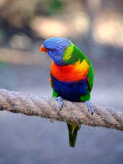 Green parrot Rainbow Lorikeets sitting on branch