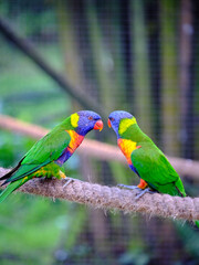 Two Green parrot Rainbow Lorikeets sitting on branch.