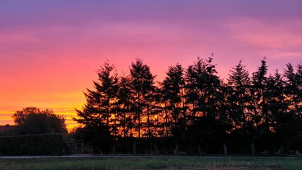 Unique view of the sky, trees and sunset.  © Grzegorz