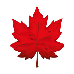 Beautiful red maple leaf on isolated white background. Autumn leaf. Leaf cartoon. Vector illustration.