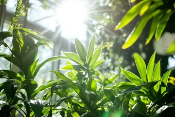 Obraz premium This image highlights lush green plants thriving under the bright sunlight streaming through a greenhouse, showcasing the vitality and growth of indoor plant life.