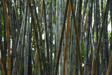 Fototapeta premium Asian Bamboo forest, Black bamboo (Gigantochloa atroviolacea). Natural background of the forest Bamboo trees