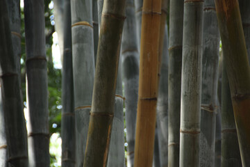 Asian Bamboo forest, Black bamboo (Gigantochloa atroviolacea). Natural background of the forest Bamboo trees