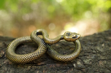 Snake figurine in close-up. An animal figurine.