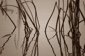 The reeds are reflected in the water. Abstract photo.