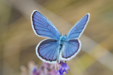 Beautiful golubyanka butterfly icarus. Insects in nature.
