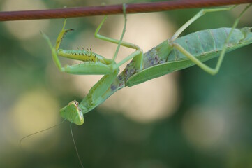 The mantis is crawling on a rope. The color is green.