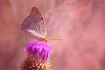 A mother-of-pearl butterfly on a flower. Beautiful bright background.