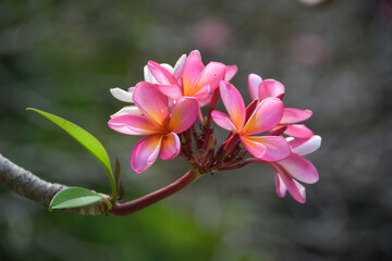 Close up of a cluster Beautiful Pink plumeria flowers in the garden. Pink frangipani flowers on the tree. Selective Focus