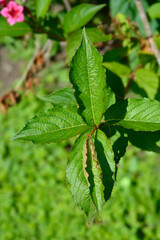 Old-fashioned weigela leaves