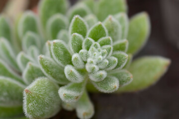 Mexican fire cracker leaves