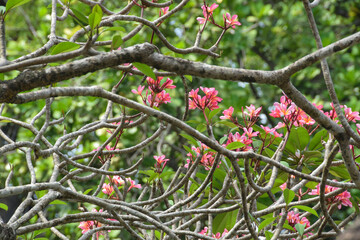 Close up of a cluster Beautiful Pink plumeria flowers in the garden. Pink frangipani flowers on the tree. Selective Focus