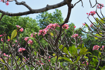 Close up of a cluster Beautiful Pink plumeria flowers in the garden. Pink frangipani flowers on the...