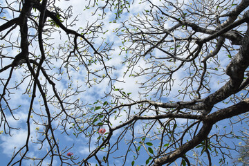 Tree of Beautiful Pink plumeria flowers in the garden with blue sky background. Pink frangipani flowers on the tree. Low angle view