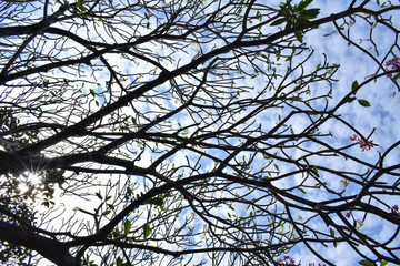 Tree of Beautiful Pink plumeria flowers in the garden with blue sky background. Pink frangipani flowers on the tree. Low angle view