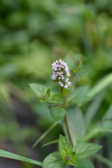 Peppermint flower