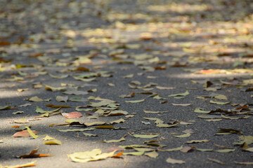 Close up Yellow leaves on asphalt. colorful leaves falling on the road. Autumn background. Selective Focus