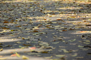 Close up Yellow leaves on asphalt. colorful leaves falling on the road. Autumn background. Selective Focus