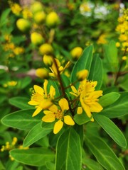 yellow flower in the garden