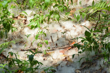 Cotton fall at garden like snow in tropic. cotton falls from the tree