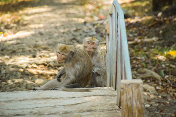 Macaca fascicularis (long-tailed monkey). Close up detail of long tailed monkey. Monkeys roam the national park