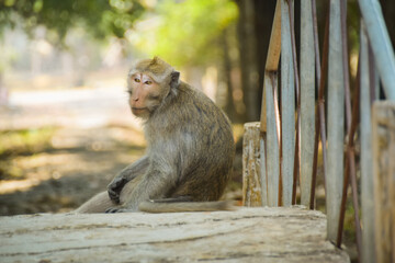 Macaca fascicularis (long-tailed monkey). Close up detail of long tailed monkey. Monkeys roam the national park