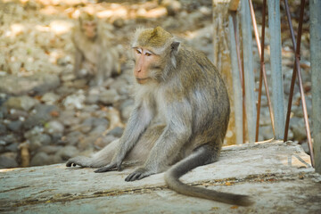 Obraz premium Macaca fascicularis (long-tailed monkey). Close up detail of long tailed monkey. Monkeys roam the national park