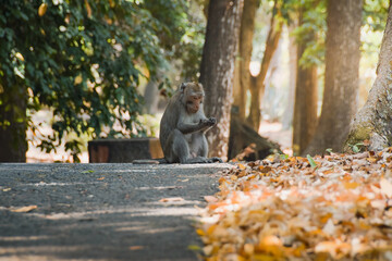 Macaca fascicularis (long-tailed monkey). Close up detail of long tailed monkey. Monkeys roam the national park