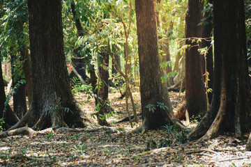 Scenery inside the forest with various trees under the sunlight