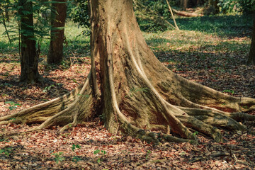 View of the old tree with roots in the forest