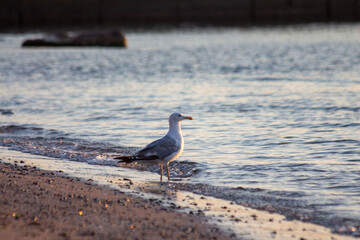 Seagull on the beach looking at the sea