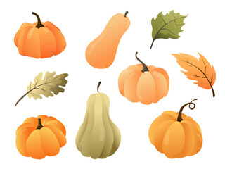 A set of autumn vegetables for the card design. Pumpkins on a white background.
