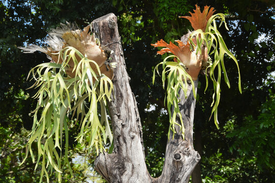 Platycerium bifurcatum, the staghorn fern or deer simbar is a fern native to Java. Tropical plants