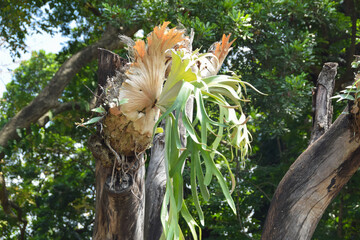 Platycerium bifurcatum, the staghorn fern or deer simbar is a fern native to Java. Tropical plants